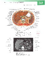 Sobotta  Atlas of Human Anatomy  Trunk, Viscera,Lower Limb Volume2 2006, page 256